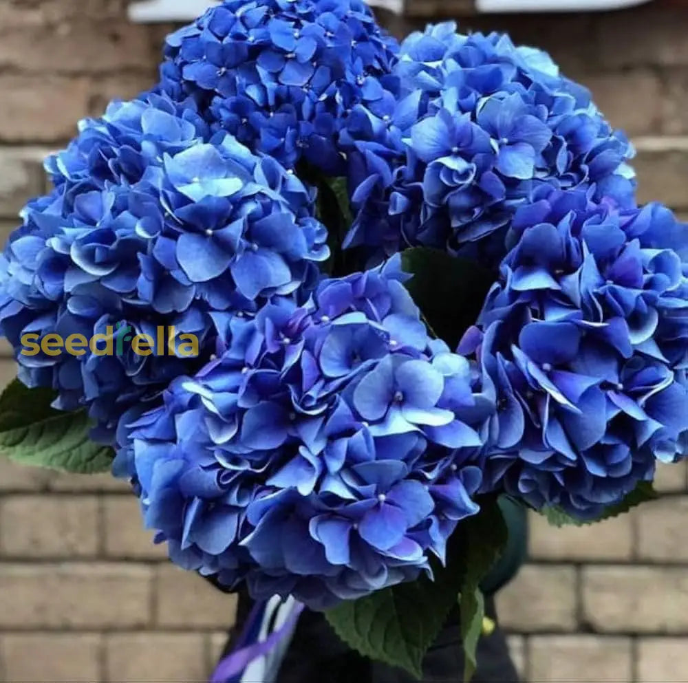 Sky Blue Hydrangea Seeds For Vibrant Flower Planting