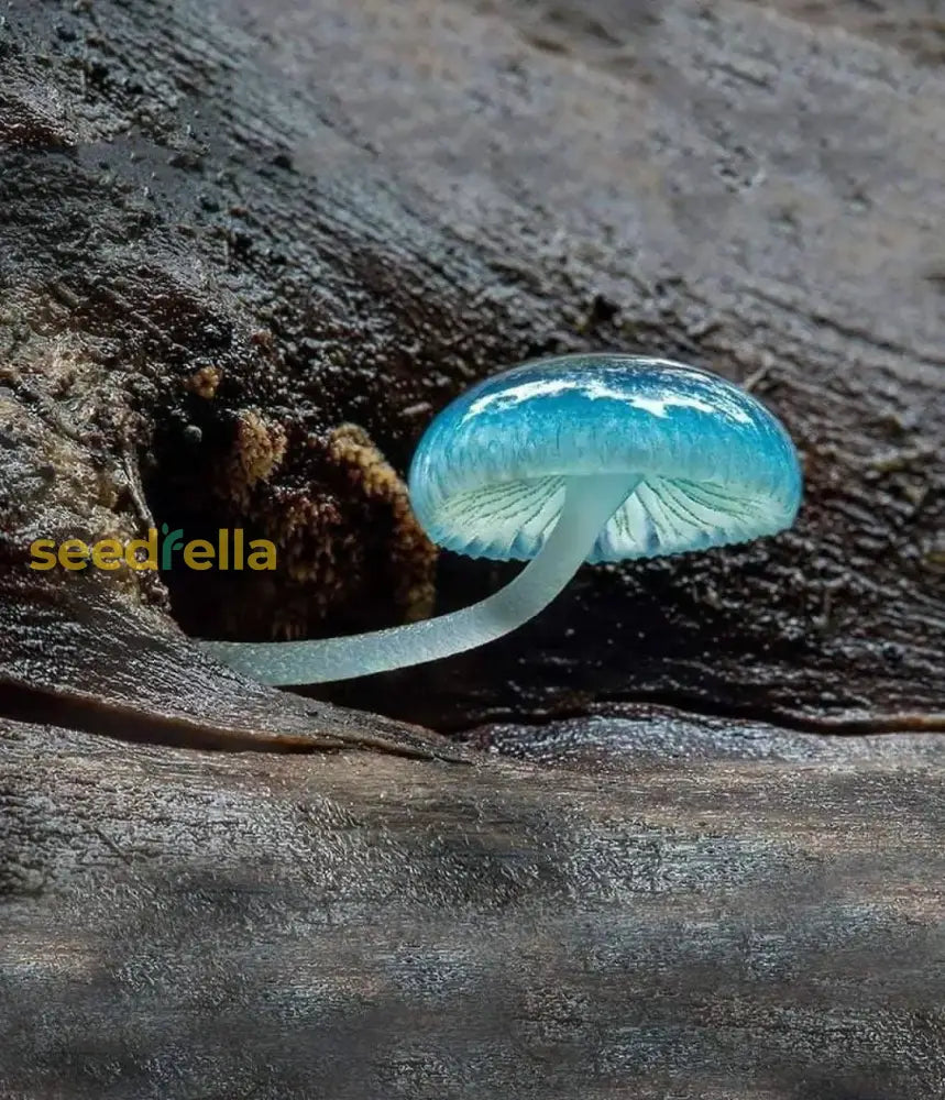 Sky Blue Mushroom Seeds For Planting - Unique Mushrooms Your Harvest