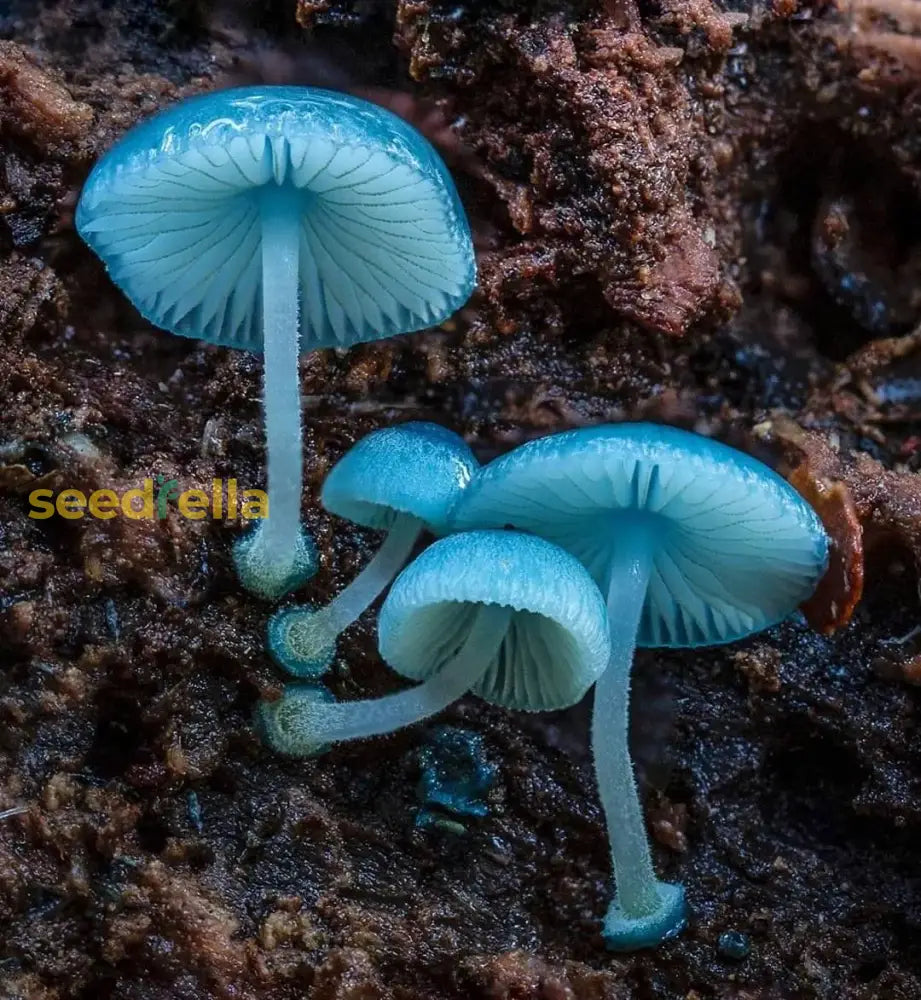 Sky Blue Mushroom Seeds For Planting - Unique Mushrooms Your Harvest