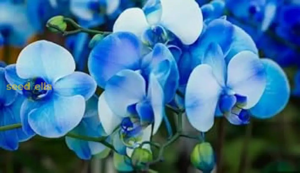 Sky Blue Orchid Flower Seeds For Easy Planting