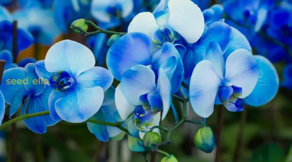 Sky Blue Orchid Flower Seeds For Easy Planting