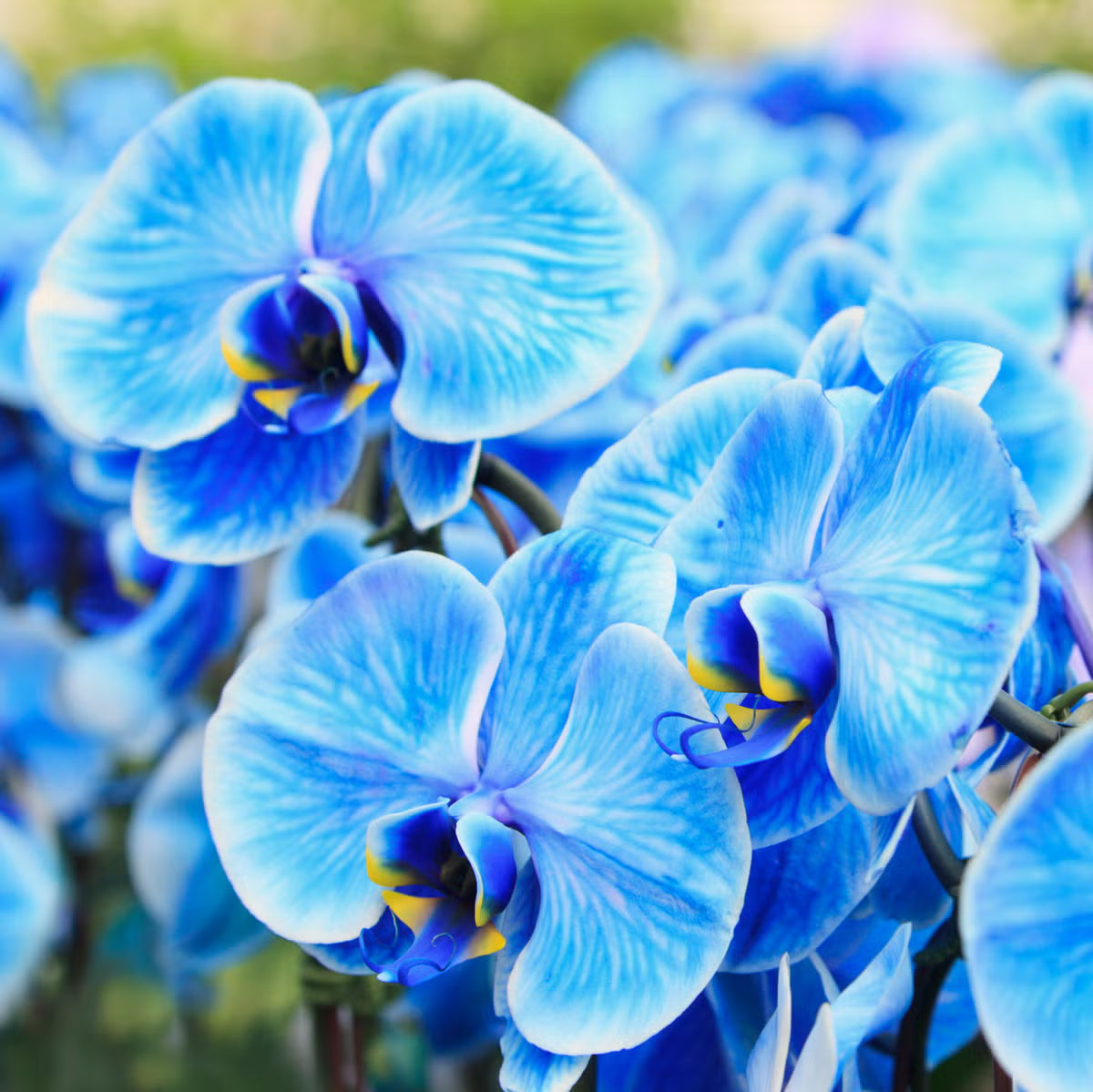 Sky Blue Orchid Flower Seeds for Planting