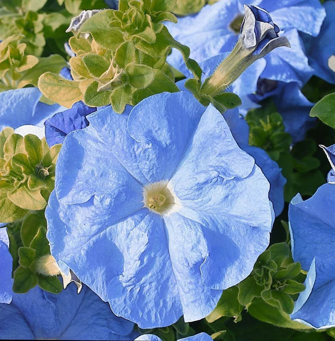 Hanging Basket with Sky Blue Petunias – Decorative Garden Display