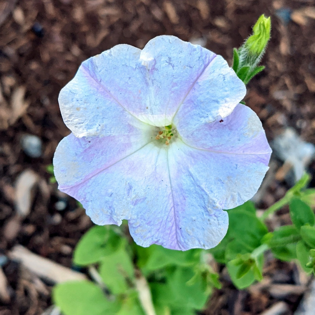 Sky Blue Petunia Seeds for Planting – Vibrant Garden Blooms