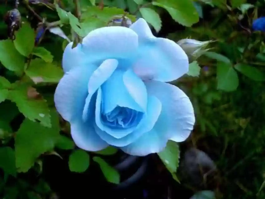 Close-up of Sky Blue Rose petals and leaves