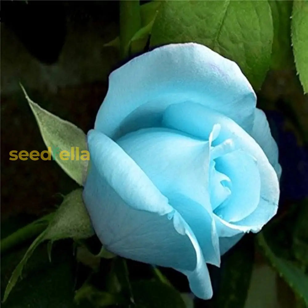 Sky Blue Rose Flower Seeds For Easy Planting