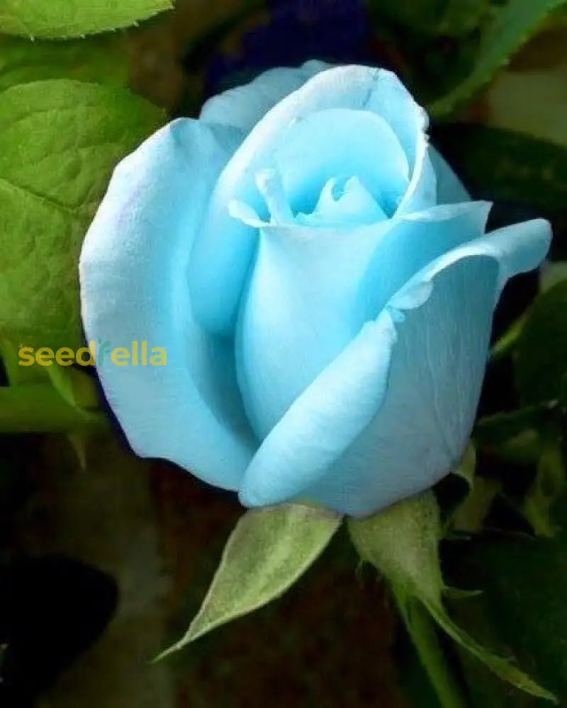 Sky Blue Rose Flower Seeds For Easy Planting