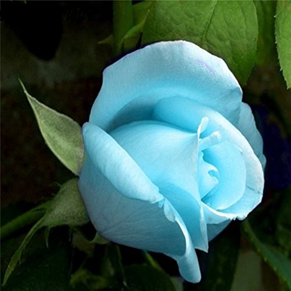 Sky Blue Rose Flower Seeds for Easy Planting