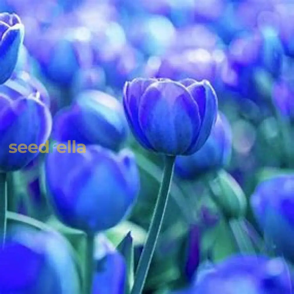 Sky Blue Tulip Flower Seeds For Planting