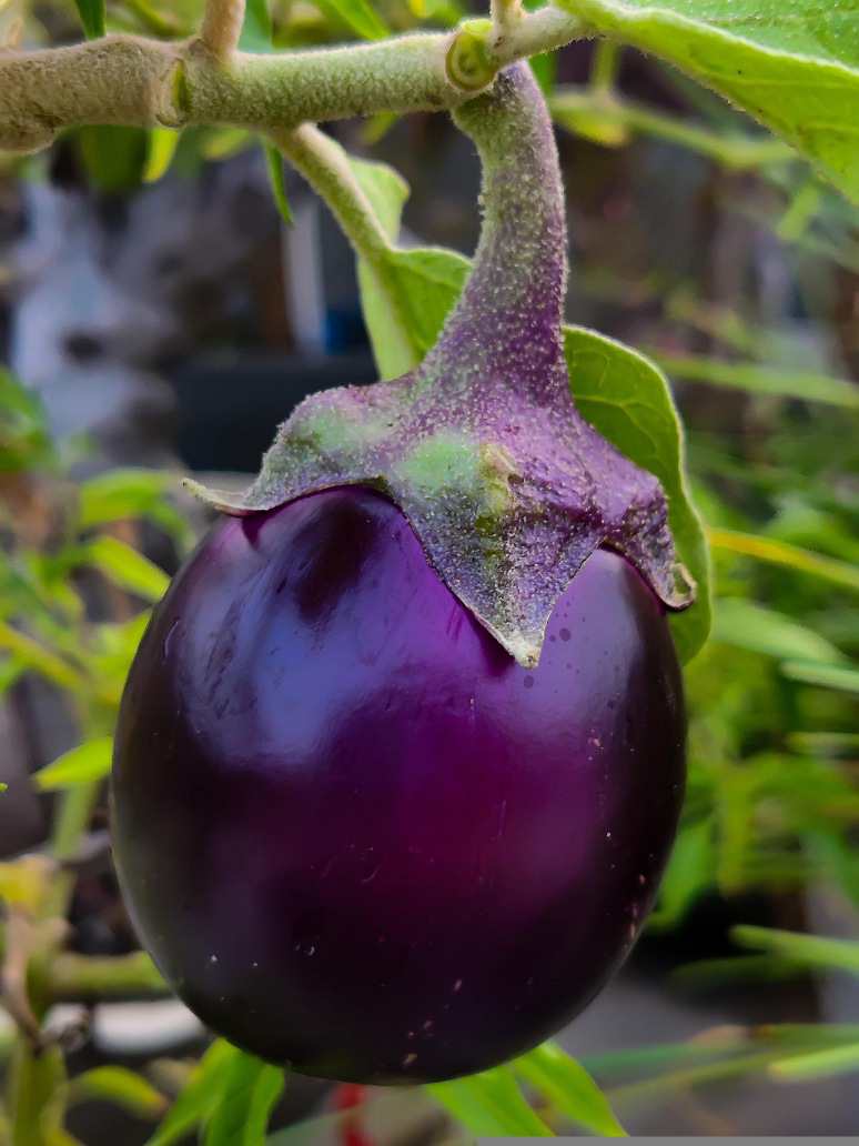 Slender purple eggplant growing guide