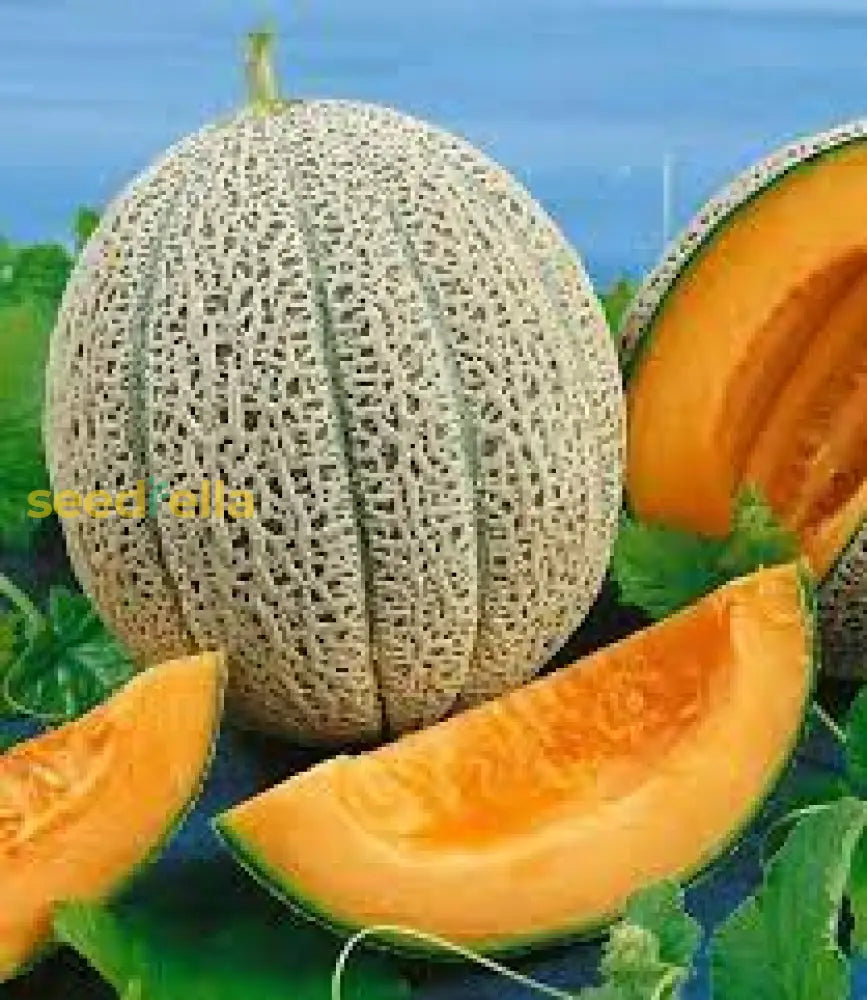 Sliced Orange Cantaloupe Showing Juicy Flesh
