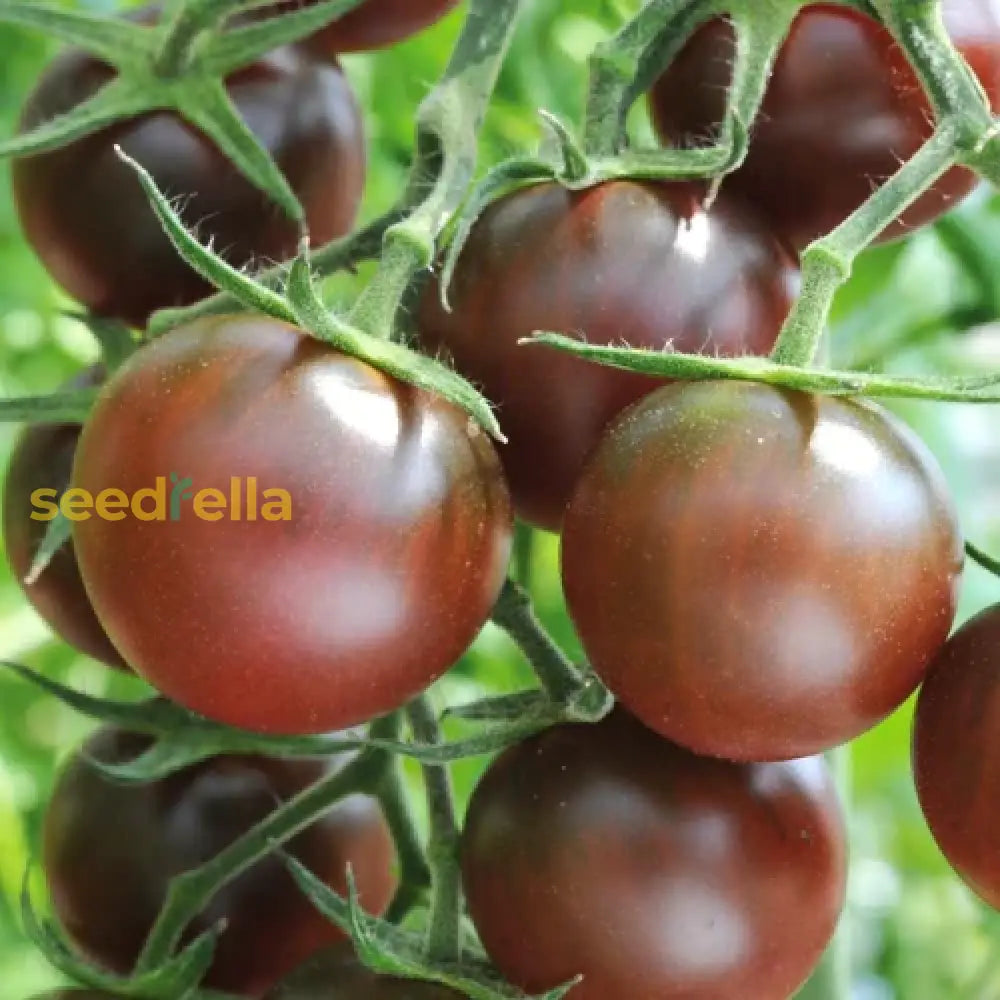Sliced chocolate tomato showing rich color