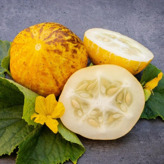 Sliced Lemon Cucumber for salads and fresh eating