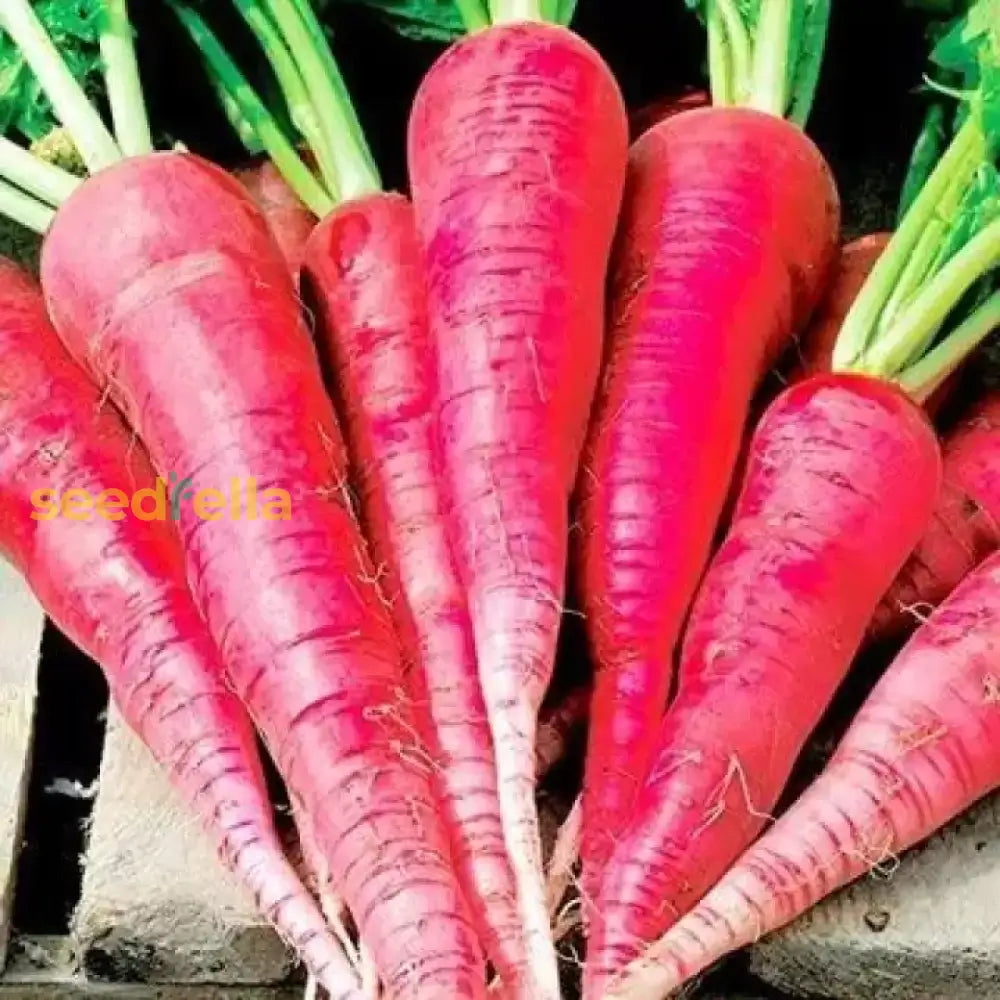 Close-up of sliced pink radish roots