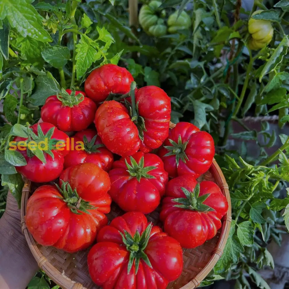 Sliced Red Costoluto tomato showing rich color