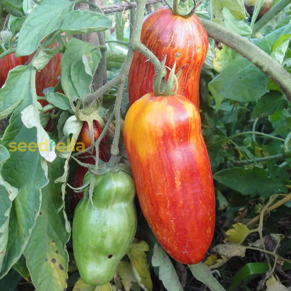 Sliced Red Speckle tomato showing vibrant color