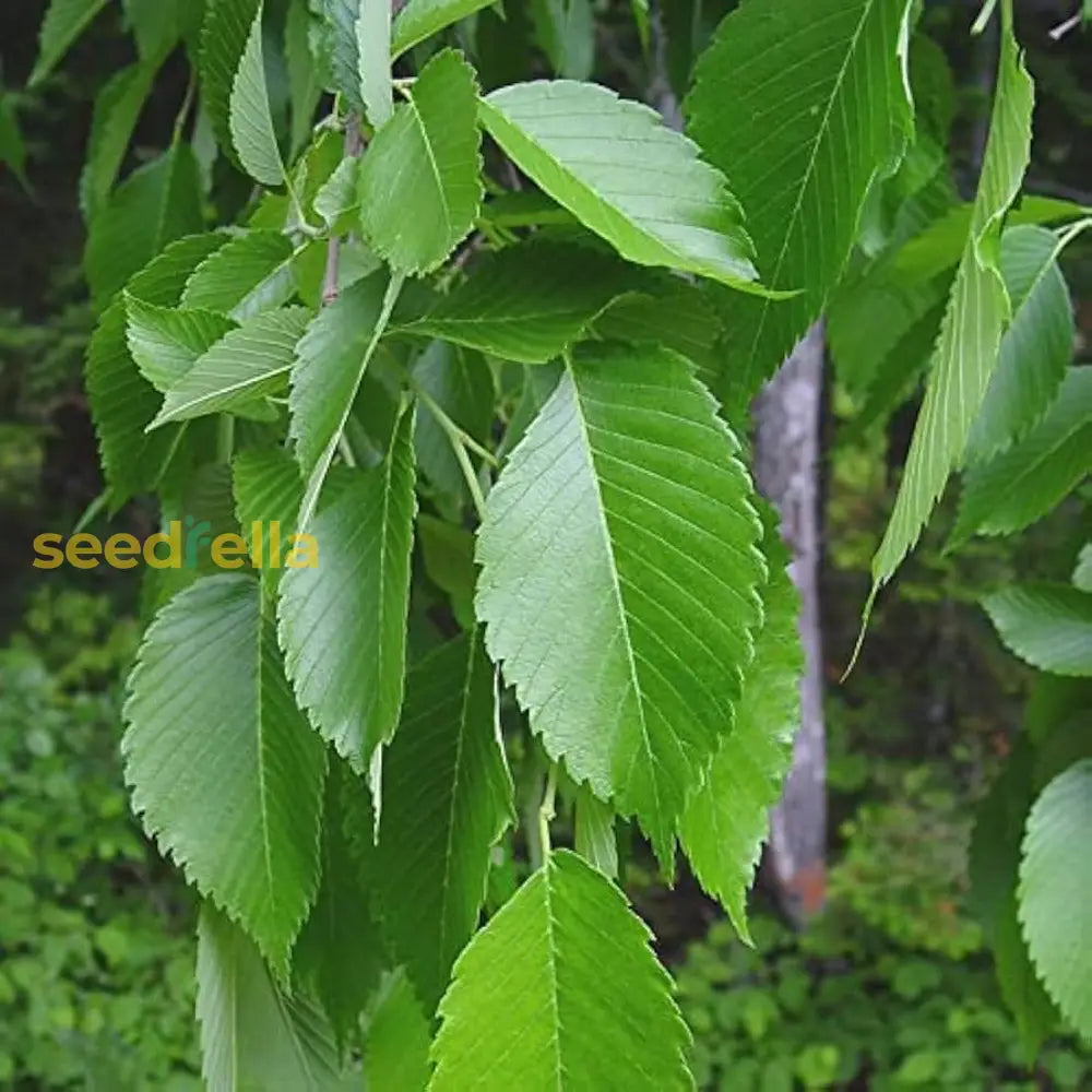 Slippery Elm Seeds For Planting: Nourish Your Garden With This Unique Tree