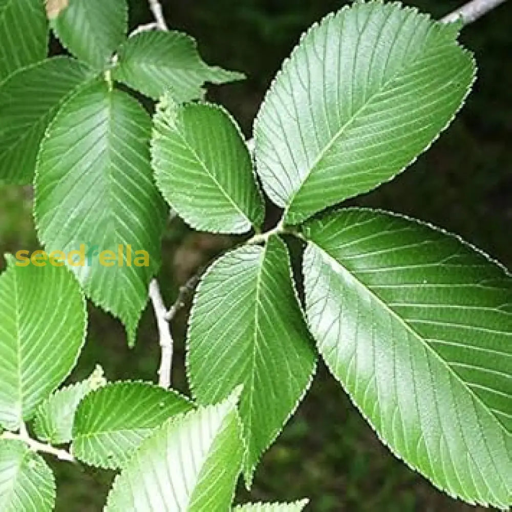 Slippery Elm Seeds For Planting: Nourish Your Garden With This Unique Tree