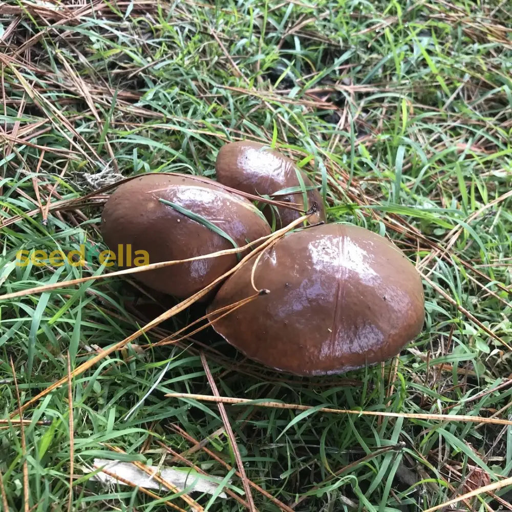 Slippery Jack mushroom spores for pine culture