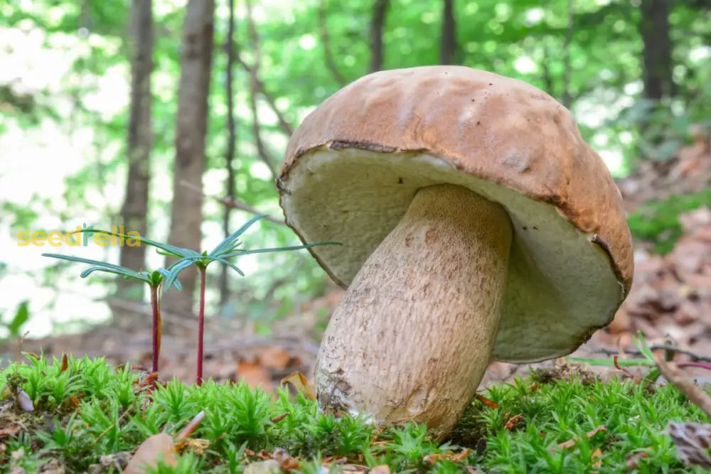 Slippery Jack Mushroom Vegetable Seeds For Planting Seeds