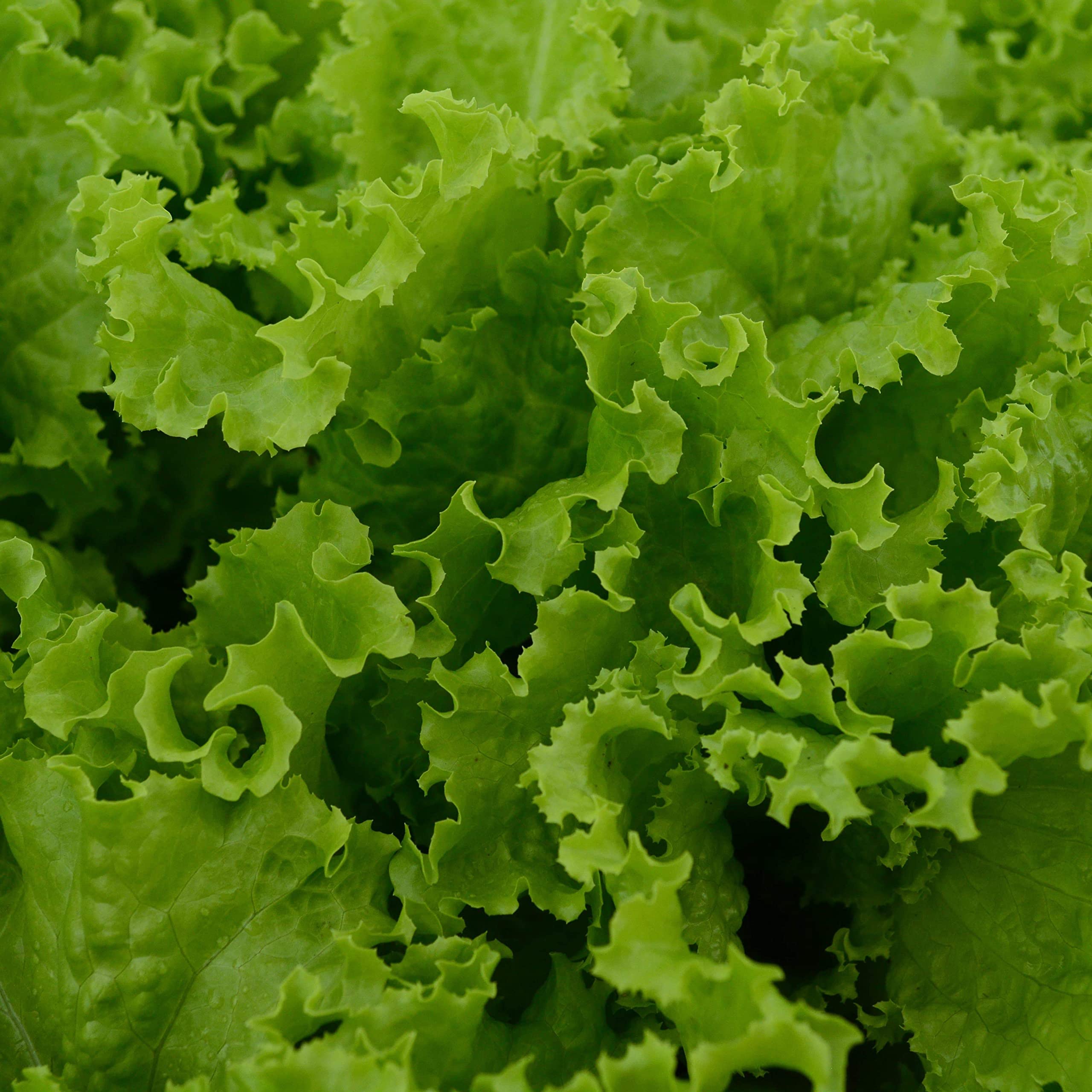 Slobolt Lettuce seeds for home gardens