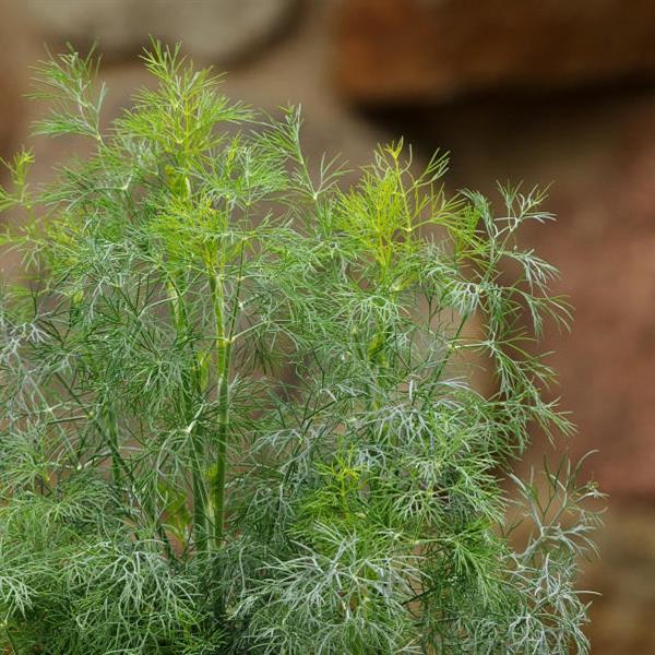 Slow-bolting Fernleaf Dill seeds for home gardens
