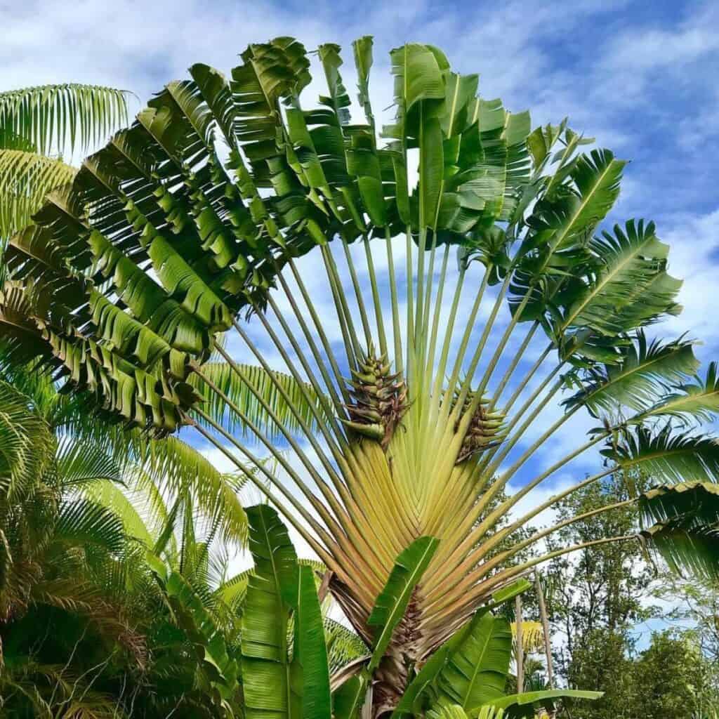 Blue Travelers Palm Tree Seeds For Tropical Planting Plant Seeds