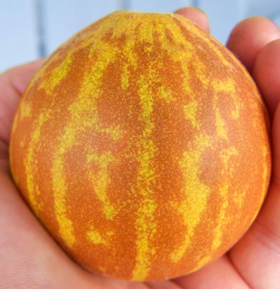 Small Vietnam milk melon fruit grown from seeds