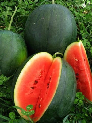 Sugar Baby Anguria Seeds – Sweet Small Watermelons for Home Gardens