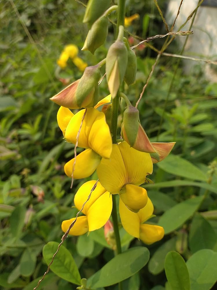 Close-up of Smooth Rattlebox yellow flower petals