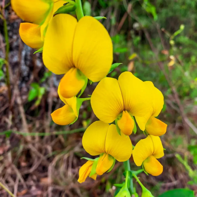 Smooth Rattlebox plants brightening garden borders