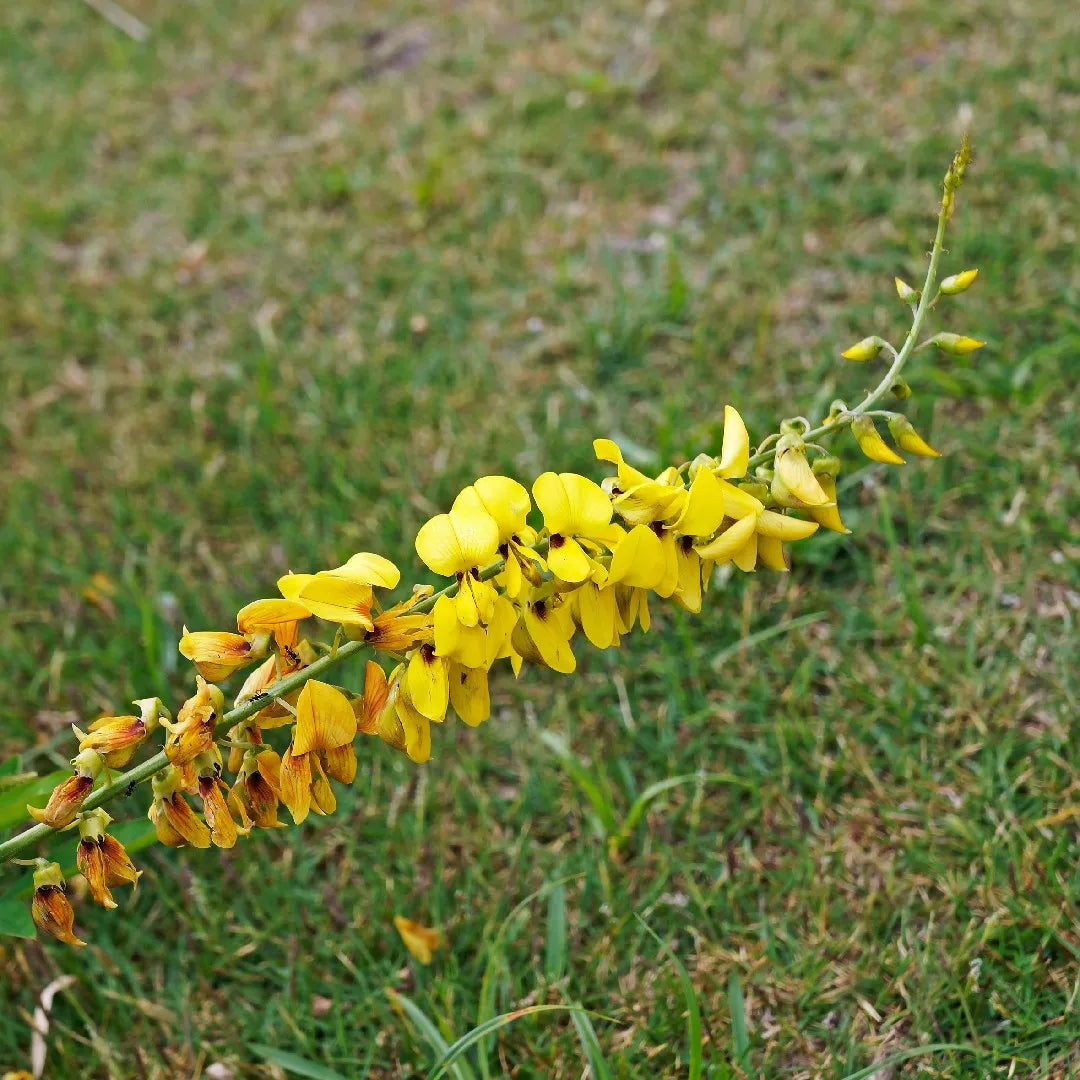 Yellow Smooth Rattlebox flowers growing in landscape