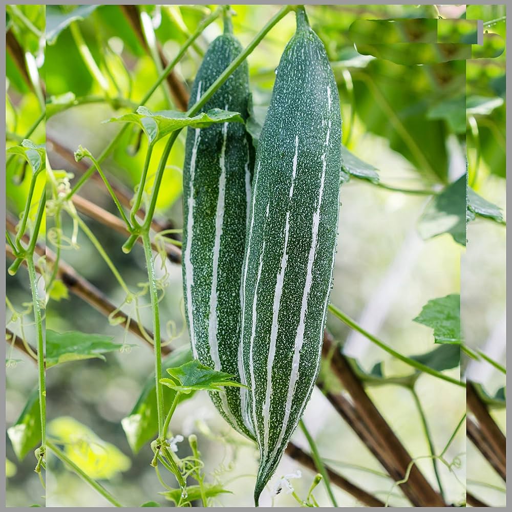 Snake cucumber vines growing on trellis