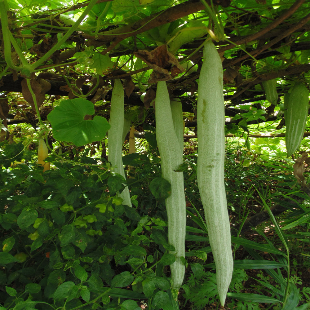 Snake gourd plants thriving in vegetable patch