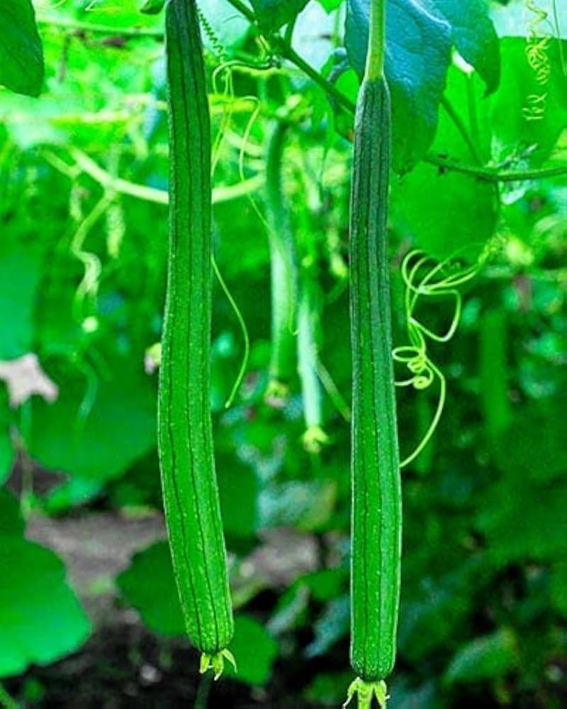 Snake gourd Trichosanthes cucumerina seeds for planting