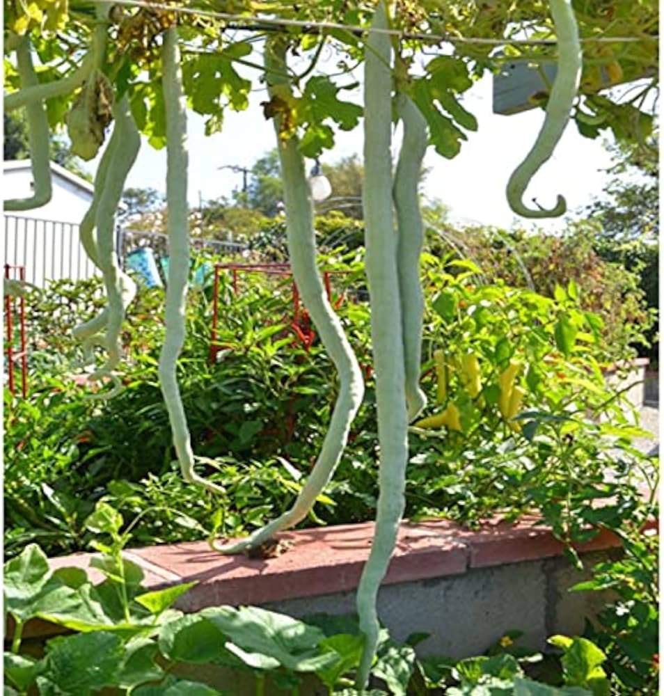 Vigorous Snake Gourd vines climbing on a garden trellis