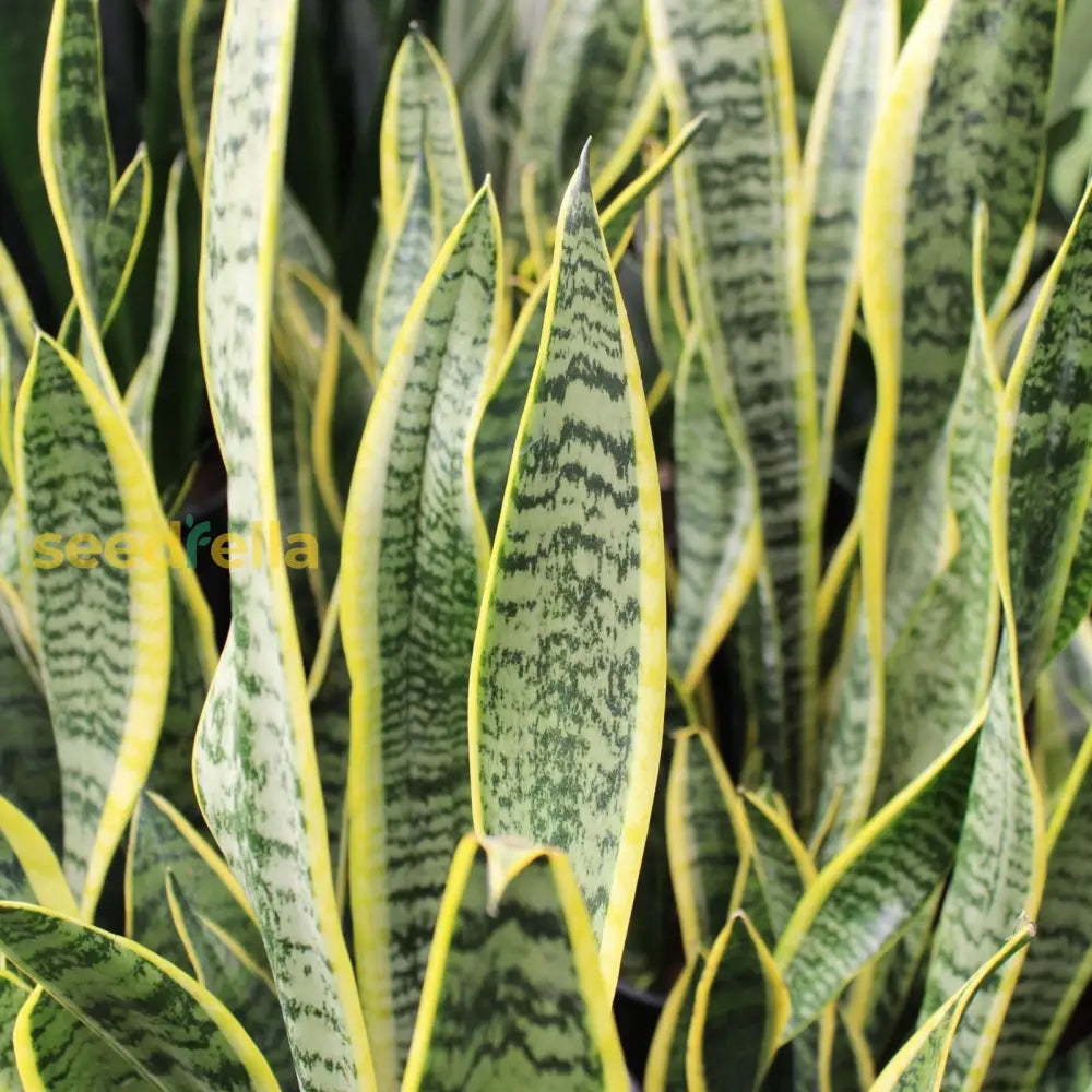 Snake Plant Seeds For Gardening & Planting: Growing Your Own Beautiful Houseplants Seeds