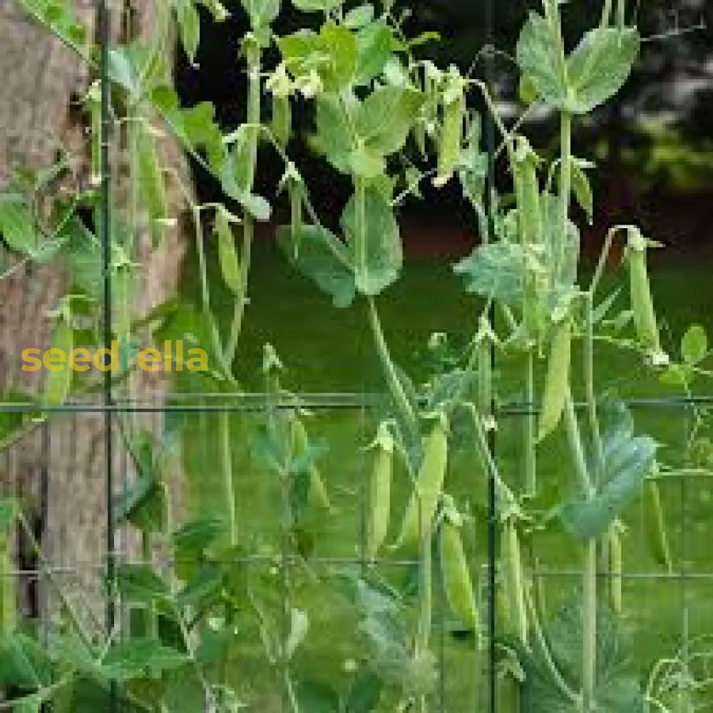 Snap Pea Seeds For Easy Planting