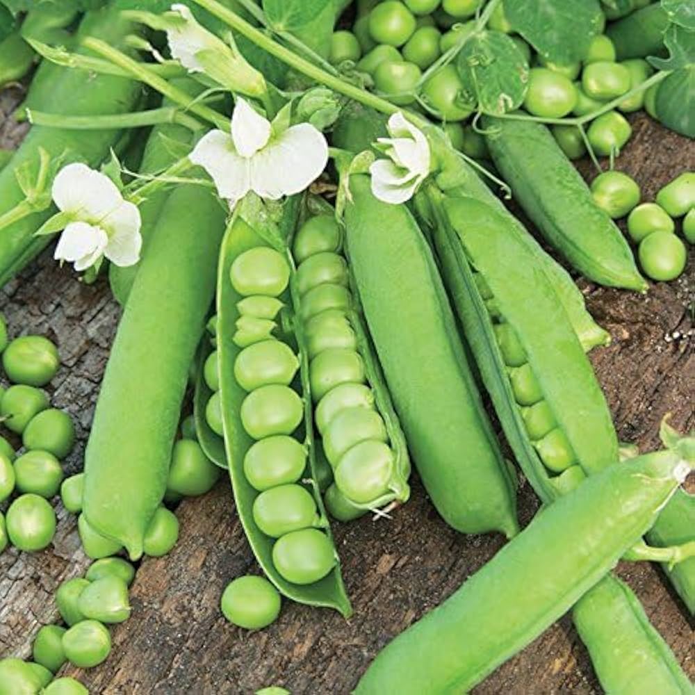 Snap pea plants climbing and growing from seeds