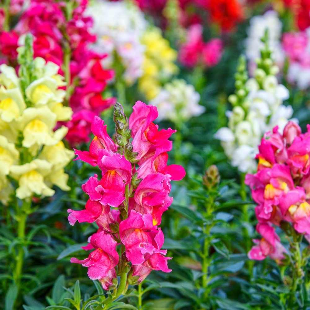 Colorful Snapdragon Flowers in Full Bloom