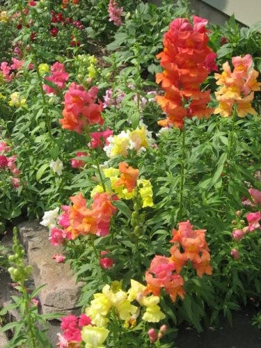 Snapdragon ‘Corona Mix’ Seeds – Antirrhinum majus Colorful Flower Variety