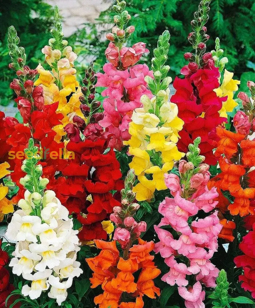 Snapdragon Flower Seeds Planting