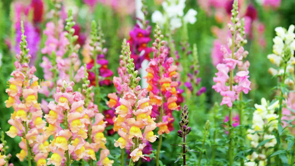 Snapdragon Flower Seeds Planting