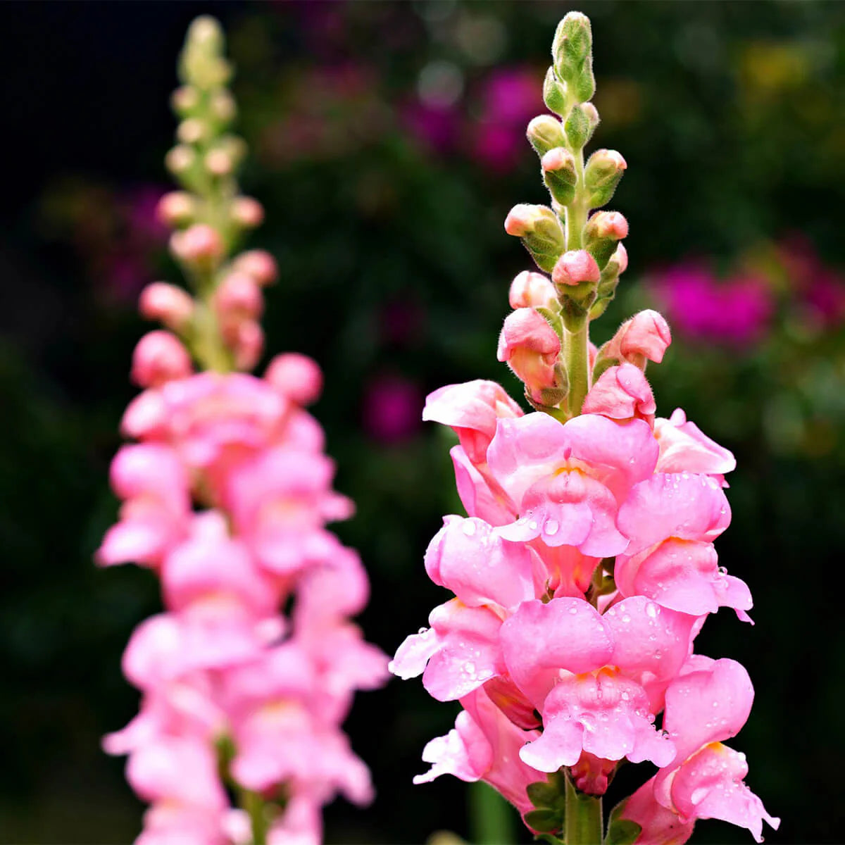 Step-by-Step Guide for Planting Snapdragon Seeds