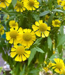 Sneezeweed seeds sprouting into seedlings
