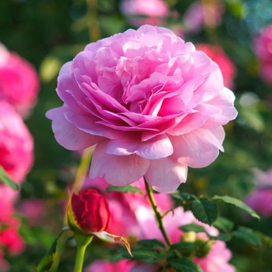 Close-up of Pink Snow Rose petals and leaves