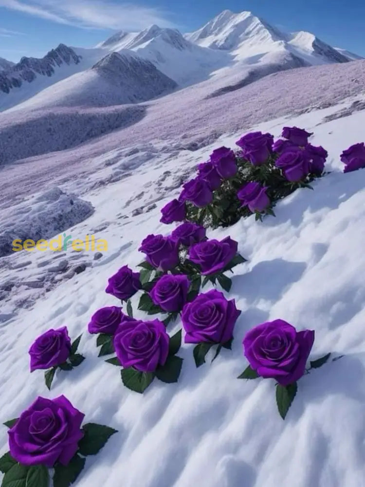 Snow Rose Flower Seeds For Planting Dark Violet