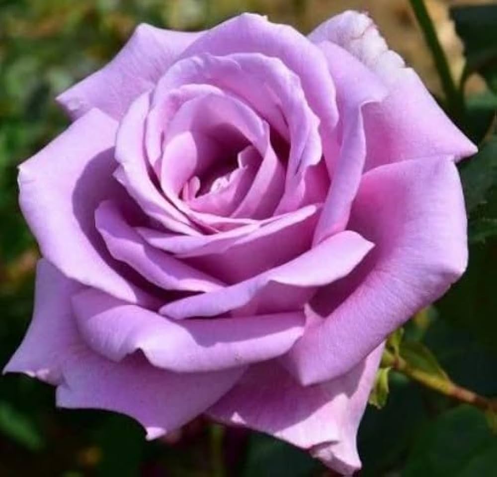 Snow Rose Flower Seeds for Planting Light Lavender