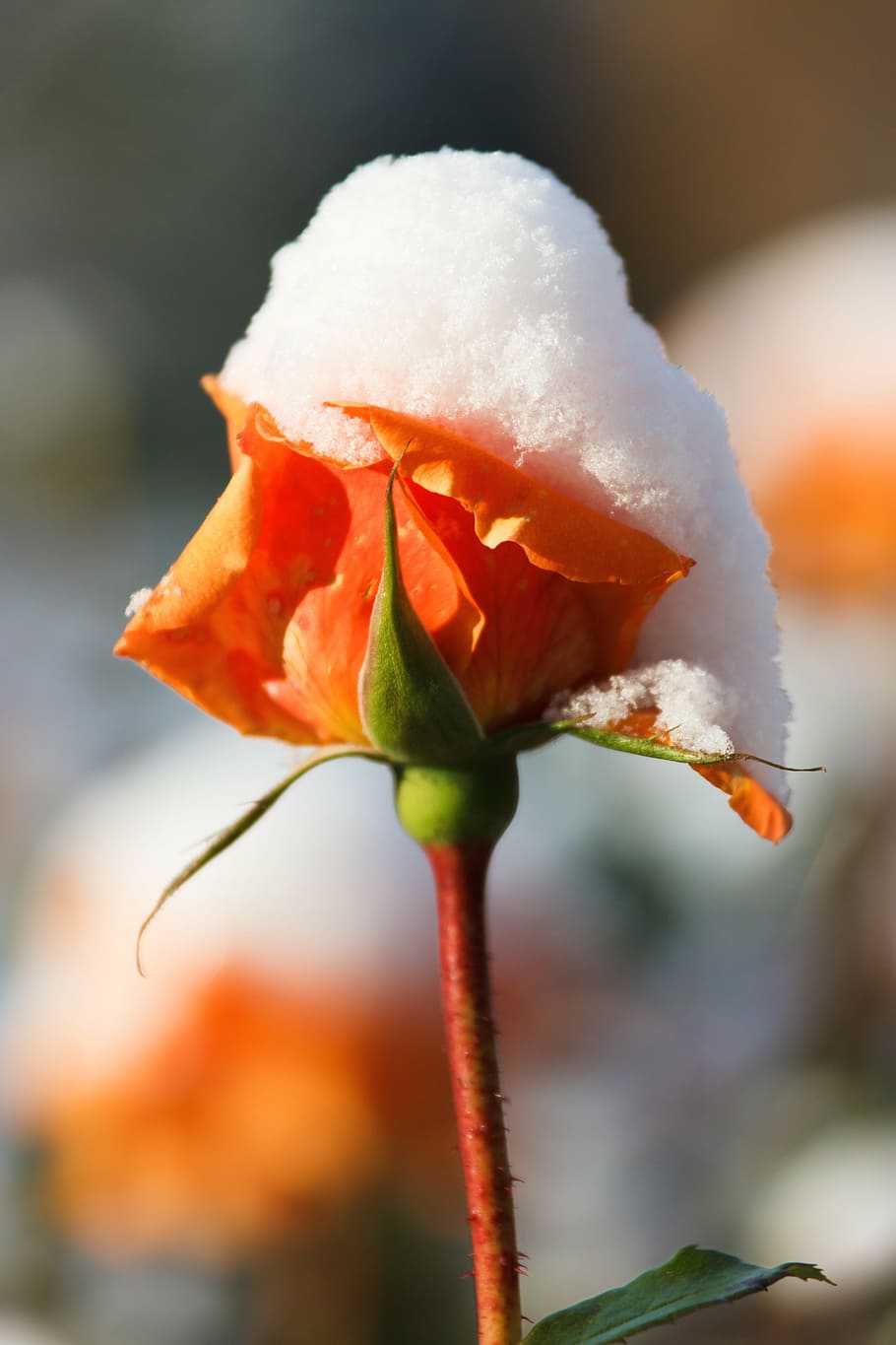Snow Rose Flower Seeds with Vibrant Orange Blooms