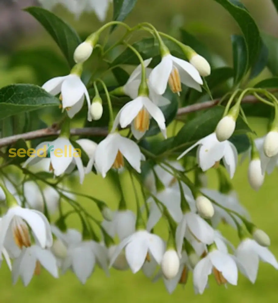 Snowbell Tree Seeds Planting Guide